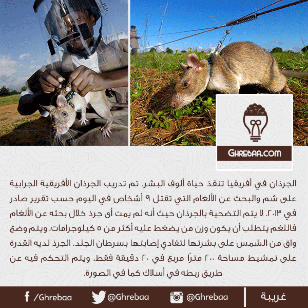 أغرب معلومات وأحداث قد تقرأها - جزء 13 (من 121 إلى 130)