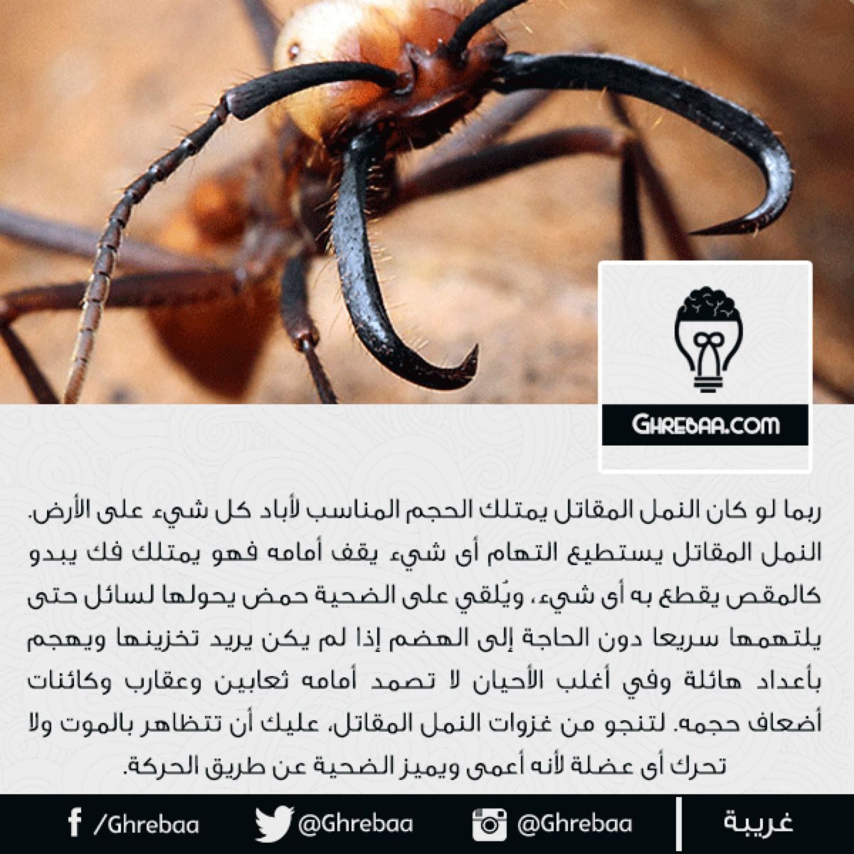 أغرب معلومات وأحداث قد تقرأها - جزء 13 (من 121 إلى 130)